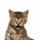 Roaring Kitty livestream on Friday?