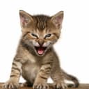 Will Roaring Kitty tweet about GameStop today?